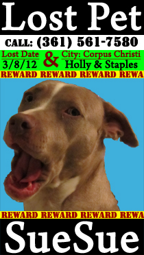 Lost Dog in Corpus Christi