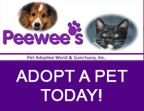 PeeWeesPetAdoptionCorpusChristi
